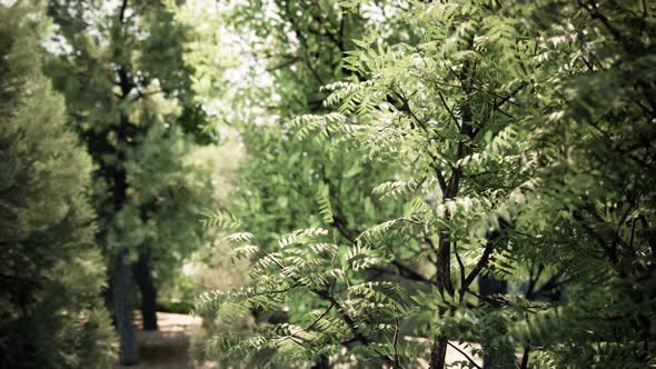 tree and swaying leaves in the forest alt