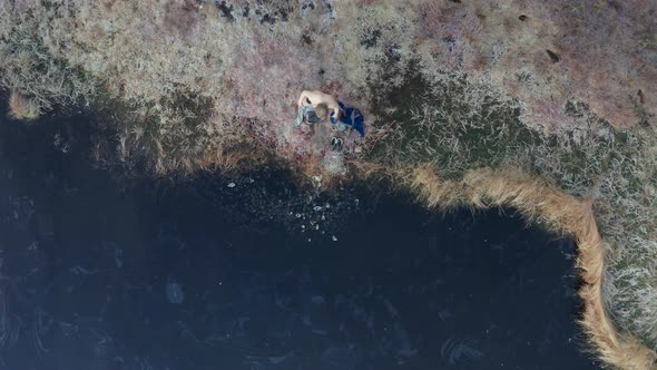 AERIAL TOP DOWN - An ice bather res his poncho and enters the freezing water alt