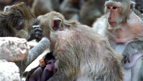 A group of monkey families gathering around an ancient ruin on a hot afternoon in South East Asia tr alt