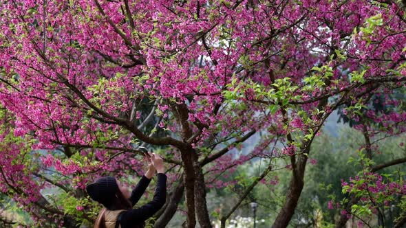 Slow motion of a woman using smartphone to take a photo of pink cherry blossom flower in the park