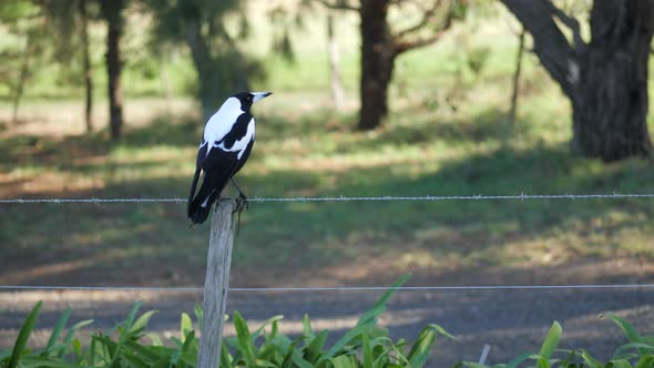 Black And White Australian Magpie On A Barbwire Fence alt