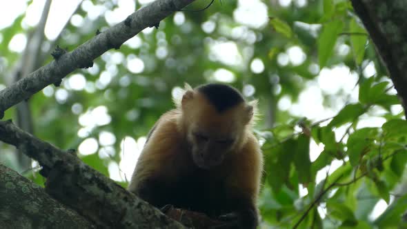Close up from a capuchin monkey in a tree alt