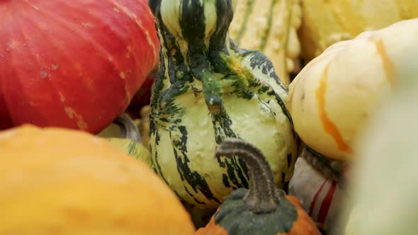 Pumpkin and gourd variety in a fall display, slow motion pan alt