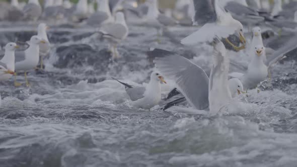 Seagulls On a River Waiting For Fish