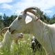 Goats grazing eating grass - VideoHive Item for Sale