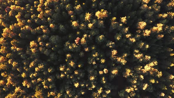 Aerial View of Forest During Calm Autumn Sunset.