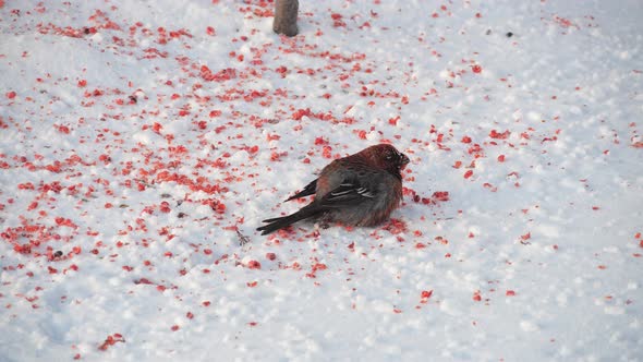 Winter Life of Bullfinch a Gray Bird with a Red Breast Jumps in the Snow and Eat Rowan alt