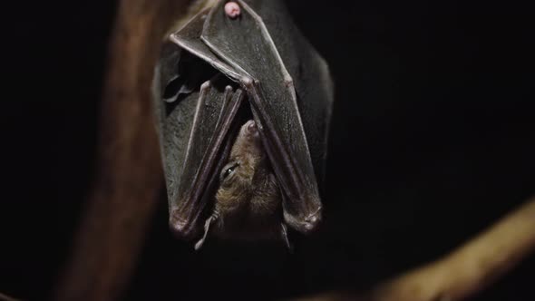 Egyptian flying dog Nile winged Rousettus aegyptiacus hangs upside down and sleeps.