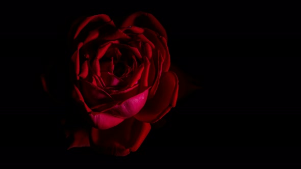 Rose bud opens time lapse spinning rotating, studio black background 4k alt