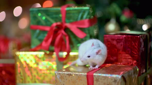 funny white rat is sitting on a box with a gift under the Christmas tree.
