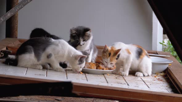 Homeless Little Cats or Wild Kittens Eating Meat on the Street at Landfill