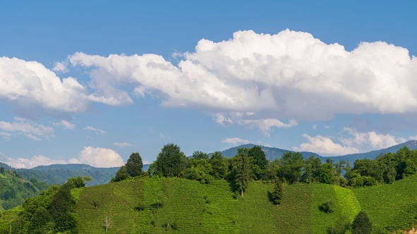 Green Tea Gardens And The Dance Of The Clouds alt