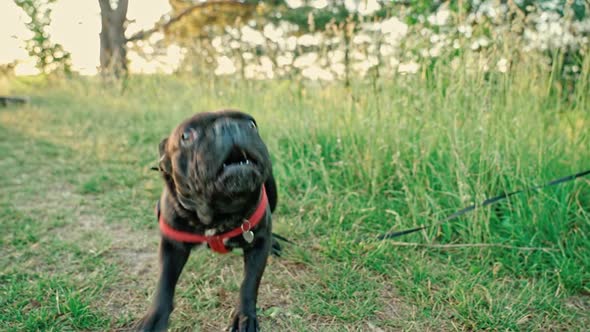 A small puppy of a French bulldog jumps and barks at the camera. 
