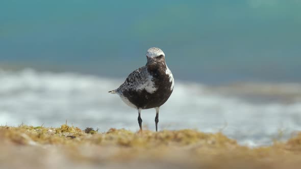 BlackBellied Plover Wild Sea Birdlooking for Food on Seaside in Summer alt