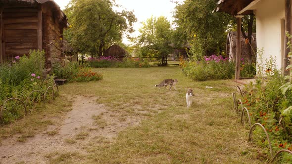 Cats on the Village Yard alt