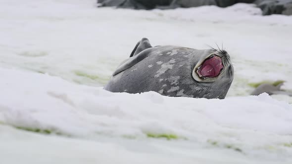 Closeup Antarctic Cute Weddell Seal