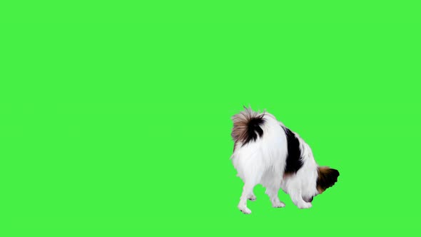 Papillon Dog Running and Sniffing on a Green Screen Chroma Key