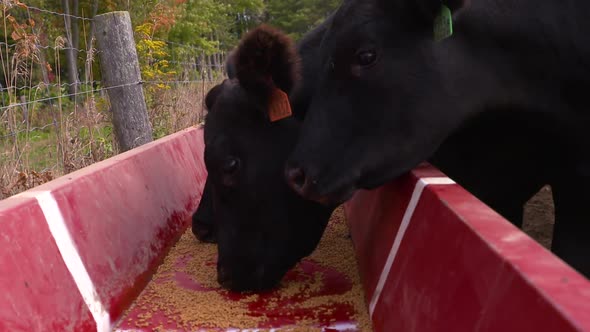 Black Angus beef cows feeding at the trough, slow motion. alt