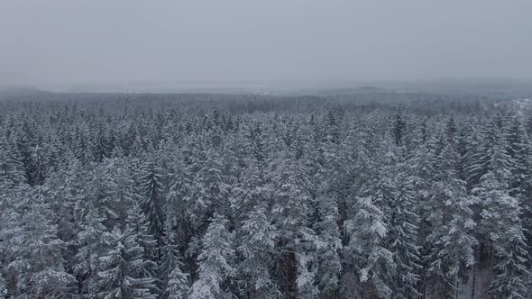 Aerial View Down to the Winter Forest with Access to the Village