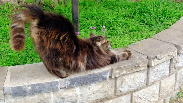 Long haired tabby cat is stretching at garden