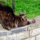 Long haired tabby cat is stretching at garden - VideoHive Item for Sale