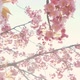Symbol of Spring a Cherry Blossom or Sakura - VideoHive Item for Sale