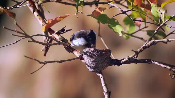 White-browed fantail flycatcher in Sri Lanka alt