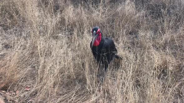 Adult Southern Ground Hornbill in the grass inflates red neck pouch alt
