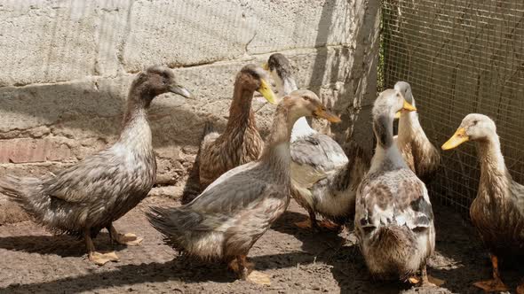 Close Up of Pekin Ducks in Backyard House Reared for Natural Organic Meat