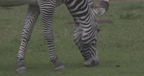 Zebra Grazes on the Green Grass alt