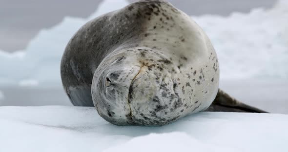 MS Leopard seal (Hydrurga leptonyx) lying on ice floe / Antarctica
