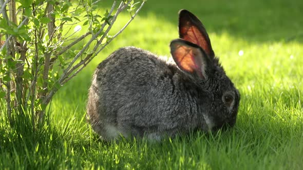 Gray Rabbit on the Grass.