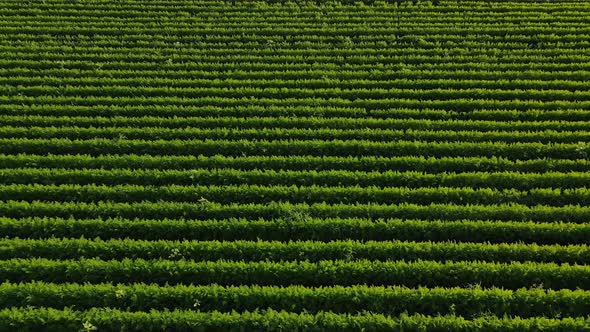 Carrot Plant Growing In Earth, Organic Farming, Rows In The Field, Move To The Right  alt