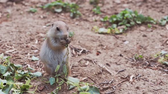 Prairie dog eats leaves (Cynomys ludovicianus)