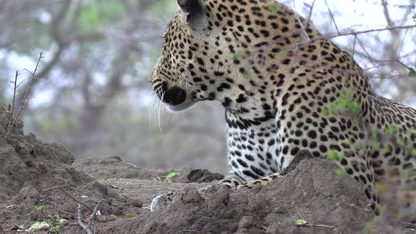 Close-up of large male leopard on dirt ground turning around to look alt