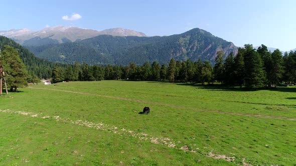 Horses Graze on a Meadow in a Field Against a Background of Forest and Mountains Aerial View alt