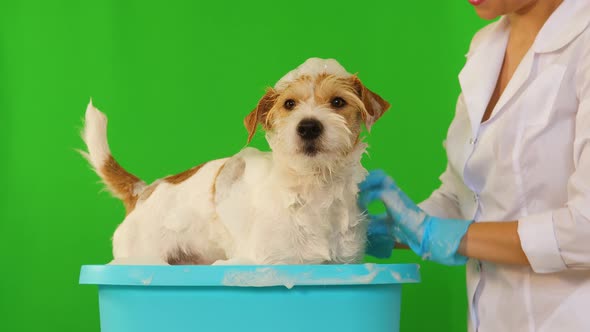 A girl in blue gloves washes the dog in a basin of foam. Isolated on green background alt
