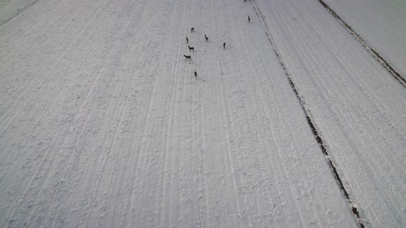 Deer On A Snowy Field 2