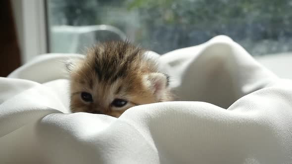 Cute Kitten Sitting On White Fabric Under Sunlight Slow Motion alt