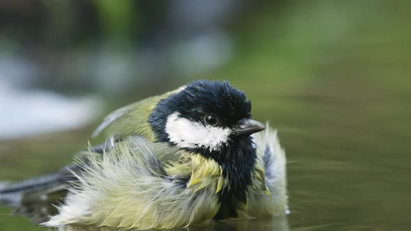 Extreme close up of a bird splashing and bathing in water, looking around and chirping, great tit, s alt