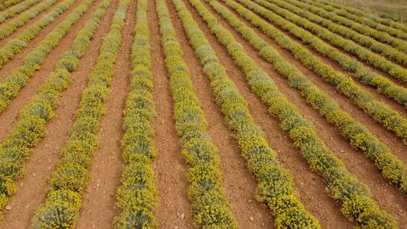 Helichrysum Italicum or curry plant yellow flowers agriculture cultivation aerial view alt