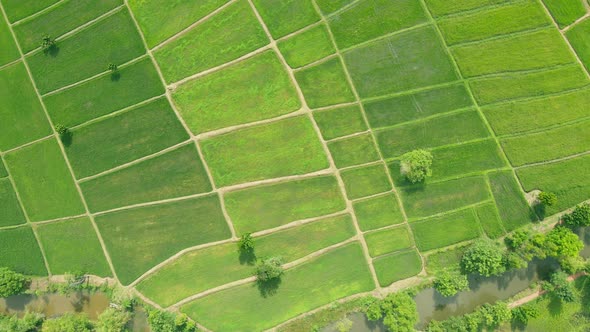 Aerial view scene of agriculture in rice fields for cultivation. Natural the texture for background alt