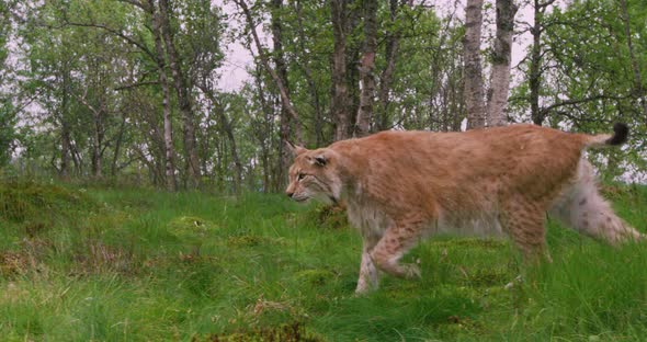 Focused Old European Lynx Walking in the Forest at Summer