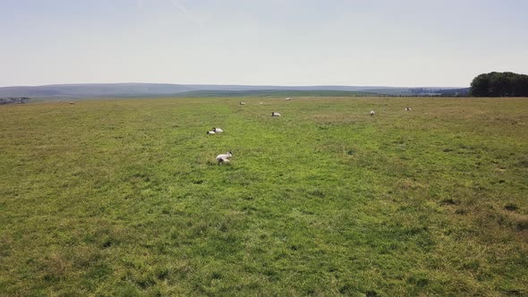 Flying over grazing sheep in Dartmoor National Park, England. alt