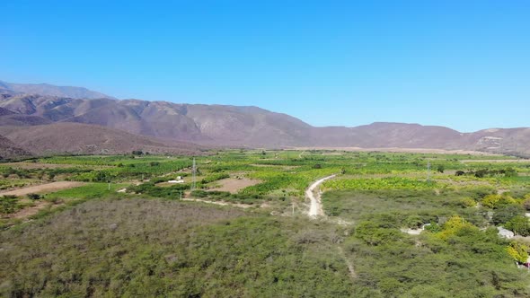 Aerial View Of Plantains Trees