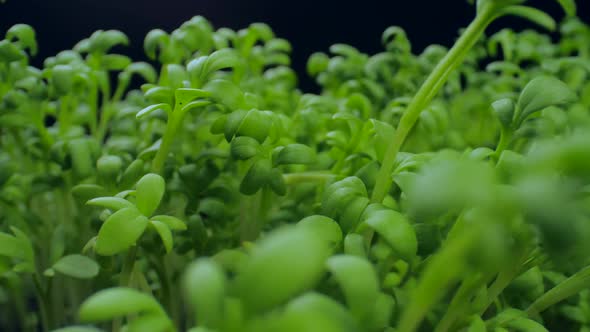 Agriculture Concept alt