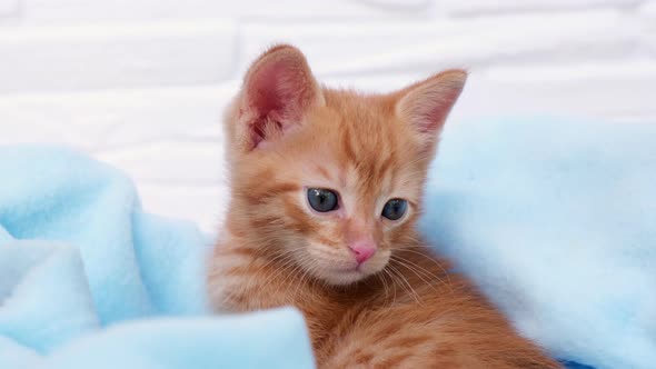 Close up ginger tabby curious kitten sits in a blue blanket and looks around and turns away