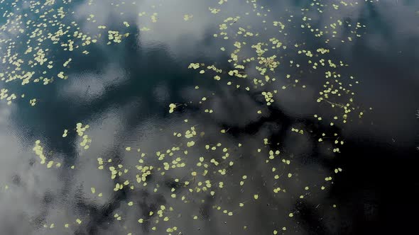 4K Aerial View Of Leaves Of Young Lilies On Surface Of River Lake Bog