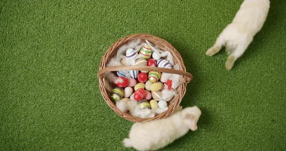 Many White Bunnies Play on Green Grass Background with Basket alt