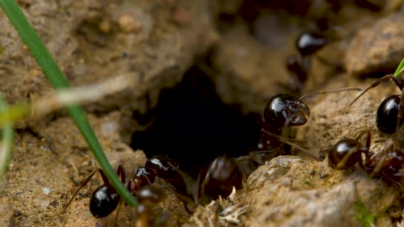 Marching ants in and out of nest 